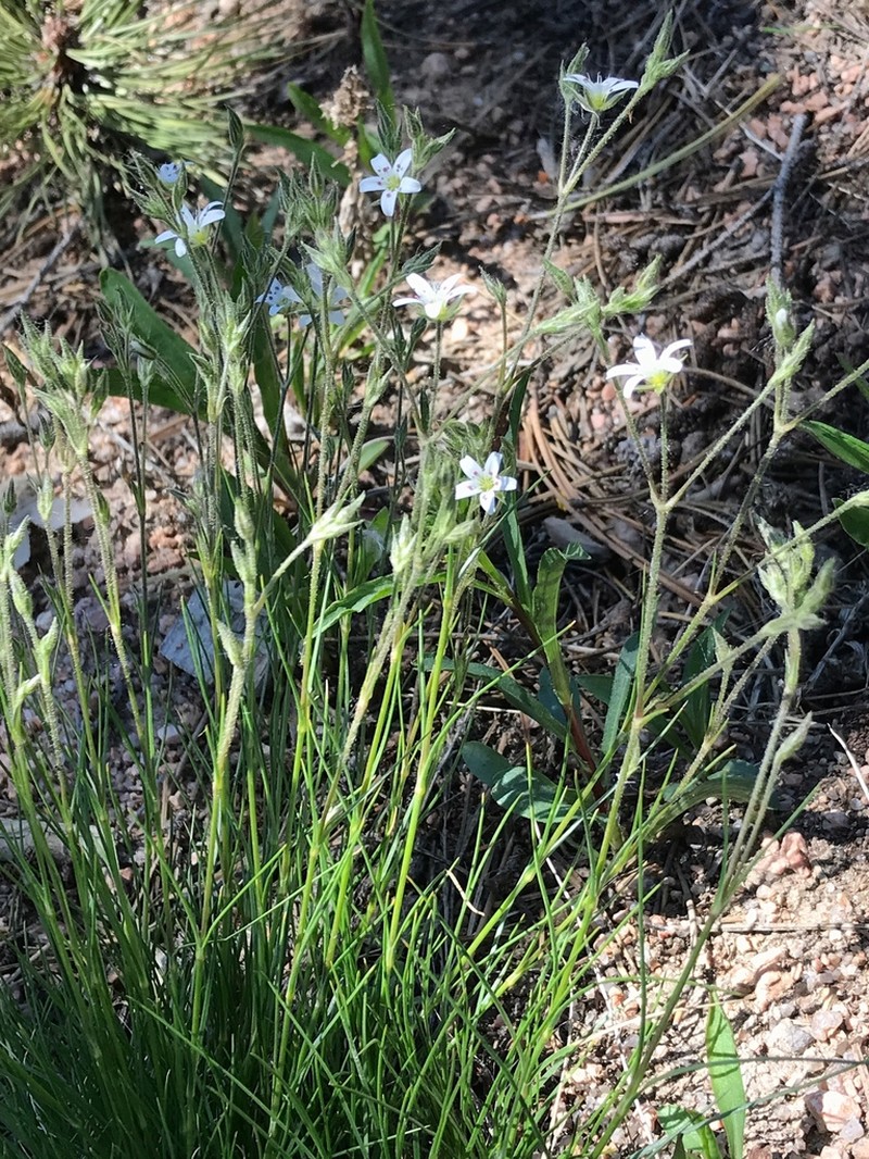 Fendler's Sandwort photo 7