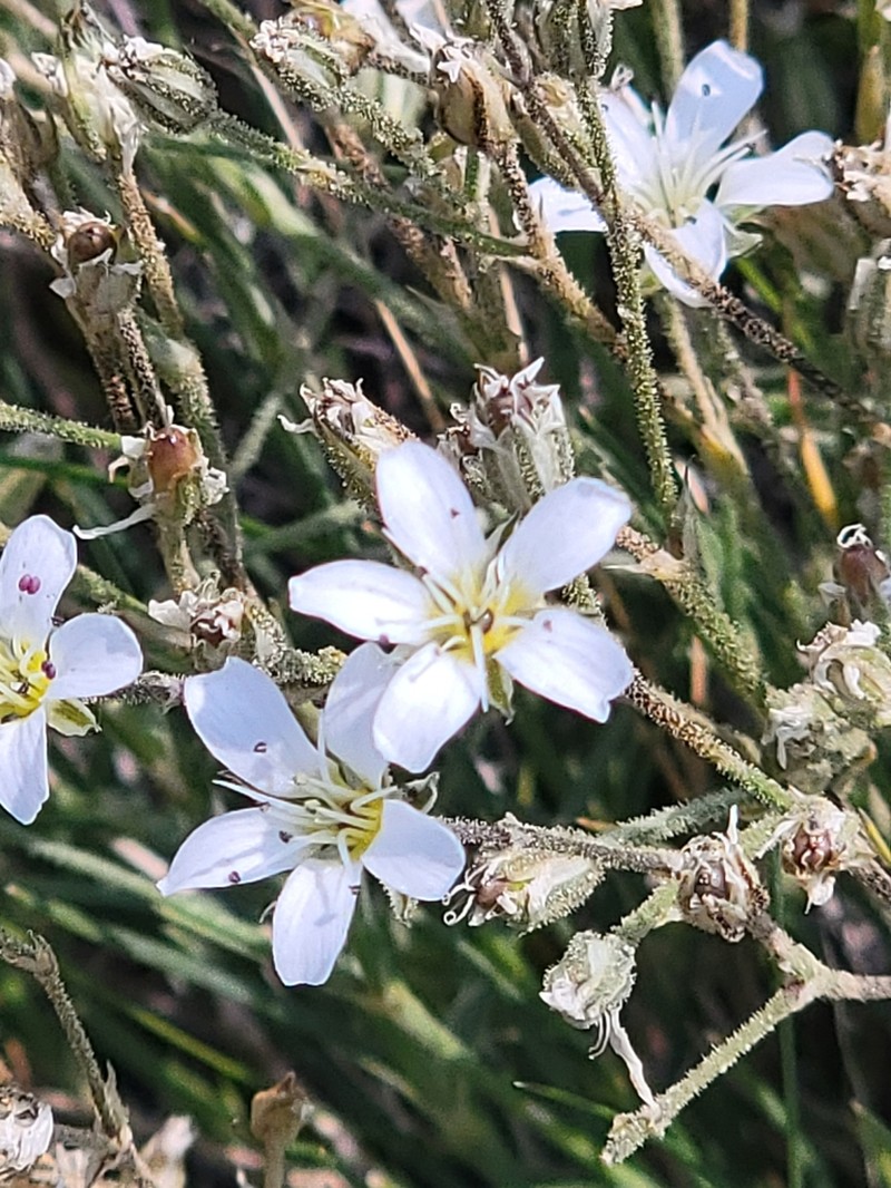 Fendler's Sandwort photo 8