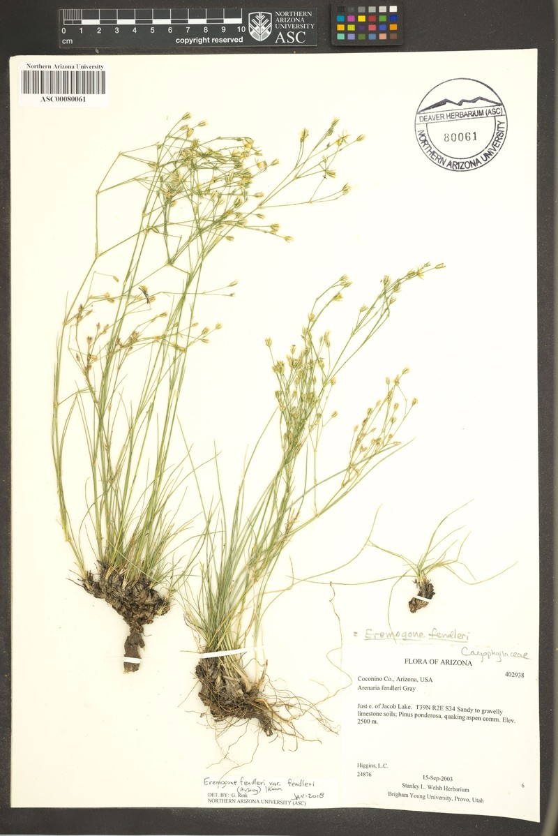Eremogone fendleri var. fendleri photo 2