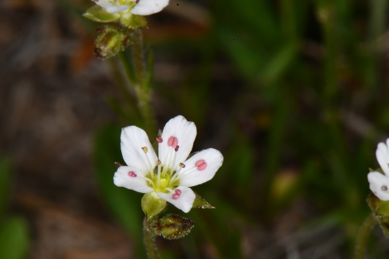 Eremogone fendleri var. plateauensis