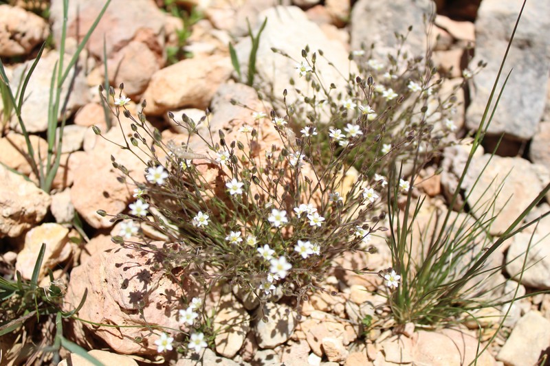 Eremogone fendleri var. plateauensis photo 2