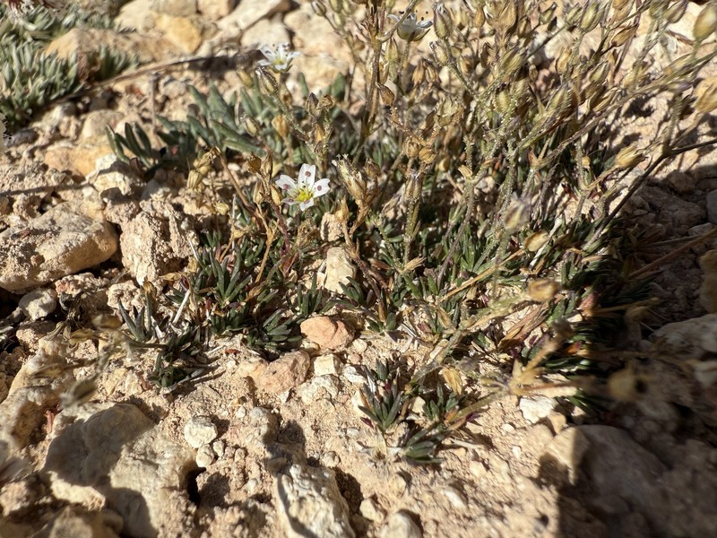 Eremogone fendleri var. plateauensis photo 3