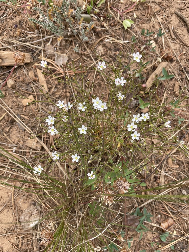 Eremogone fendleri var. plateauensis photo 4