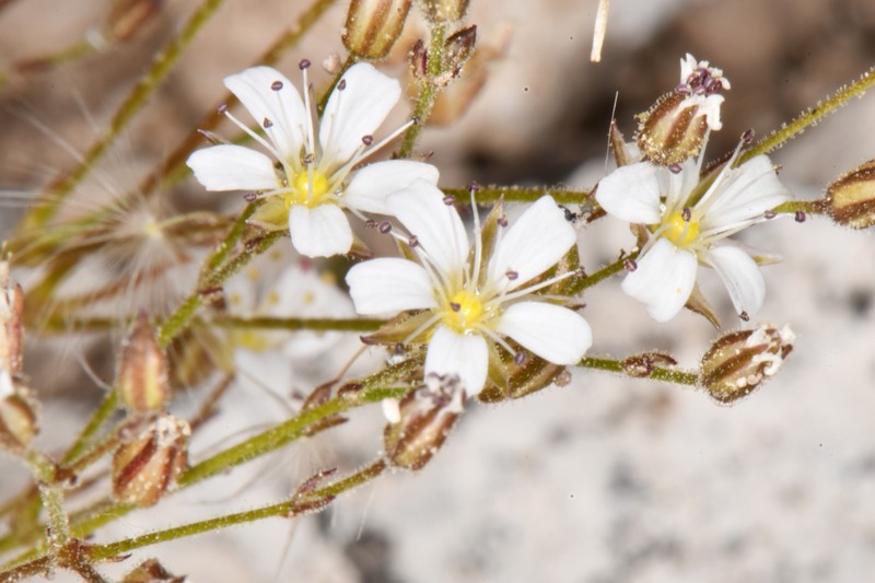Eremogone fendleri var. plateauensis photo 5
