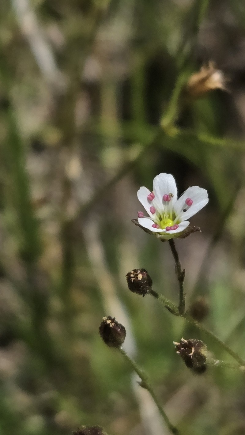 Eremogone fendleri var. plateauensis photo 6