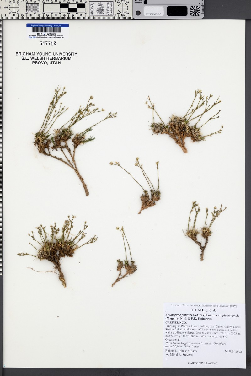 Eremogone fendleri var. plateauensis photo 8