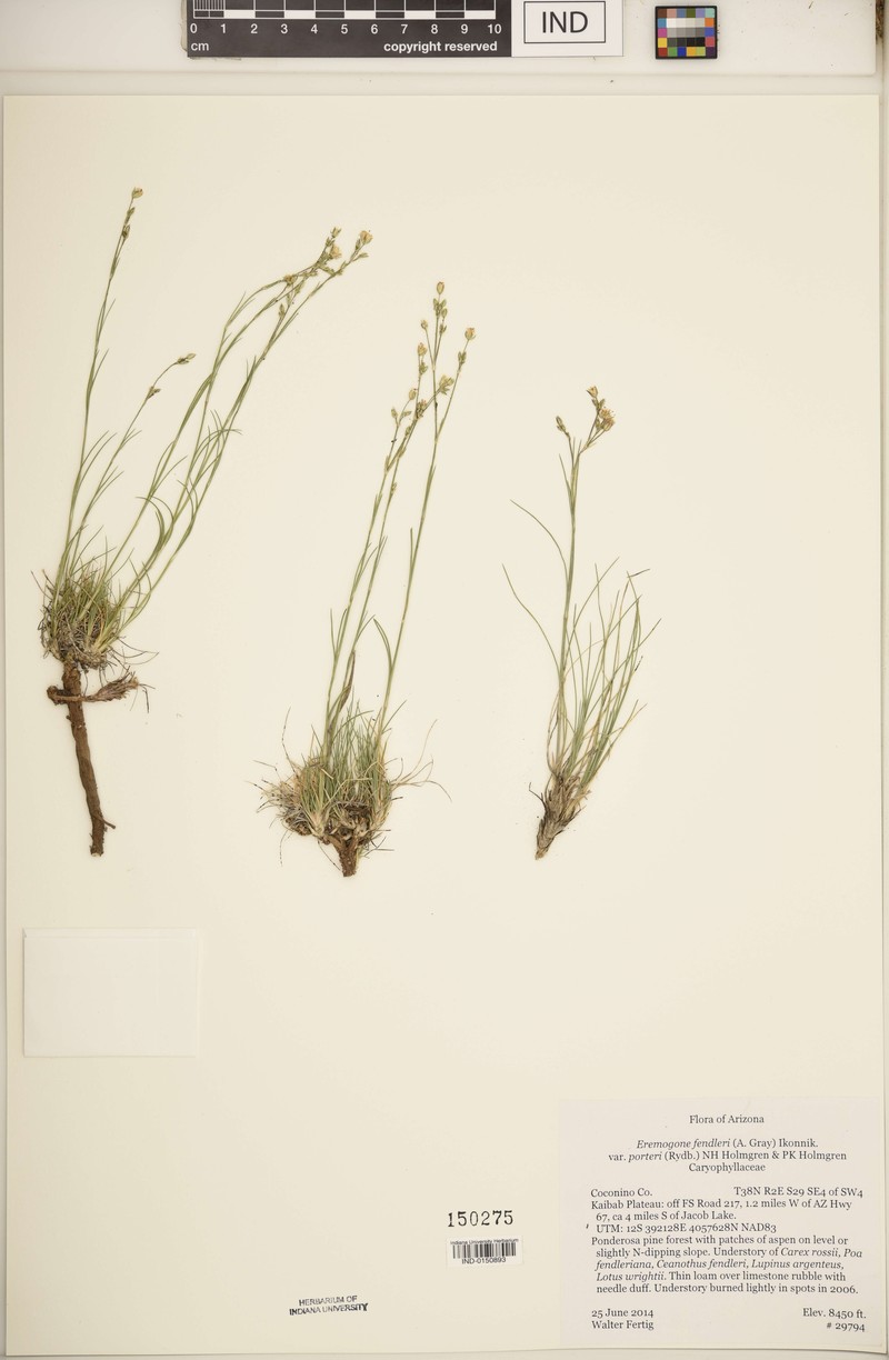 Eremogone fendleri var. porteri