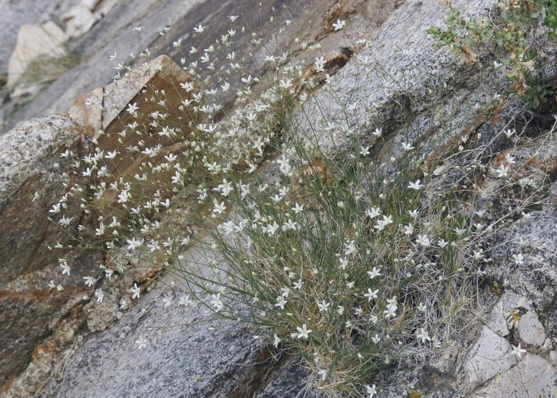 Eremogone ferrisiae photo 2