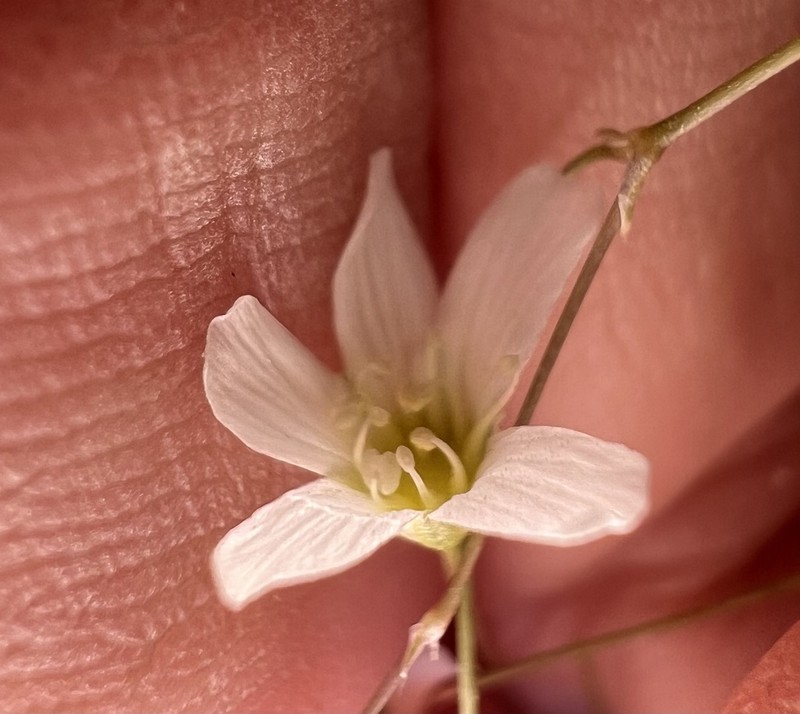 Eremogone ferrisiae photo 4