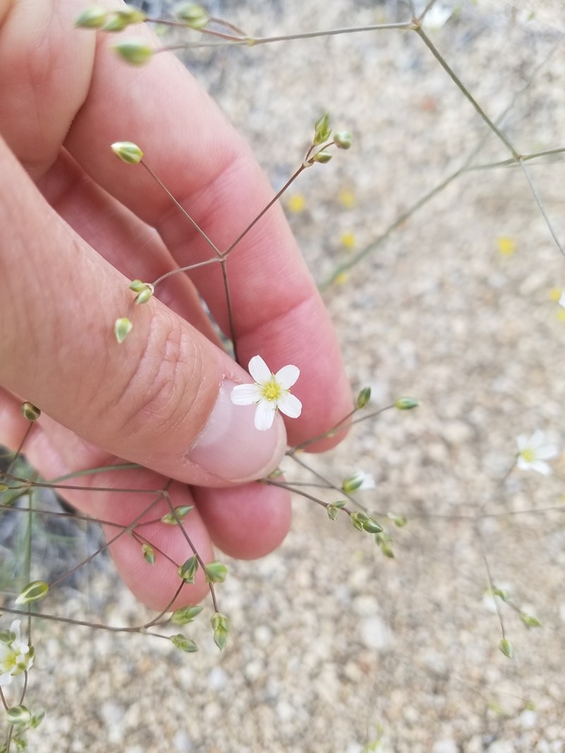 Eremogone ferrisiae photo 6