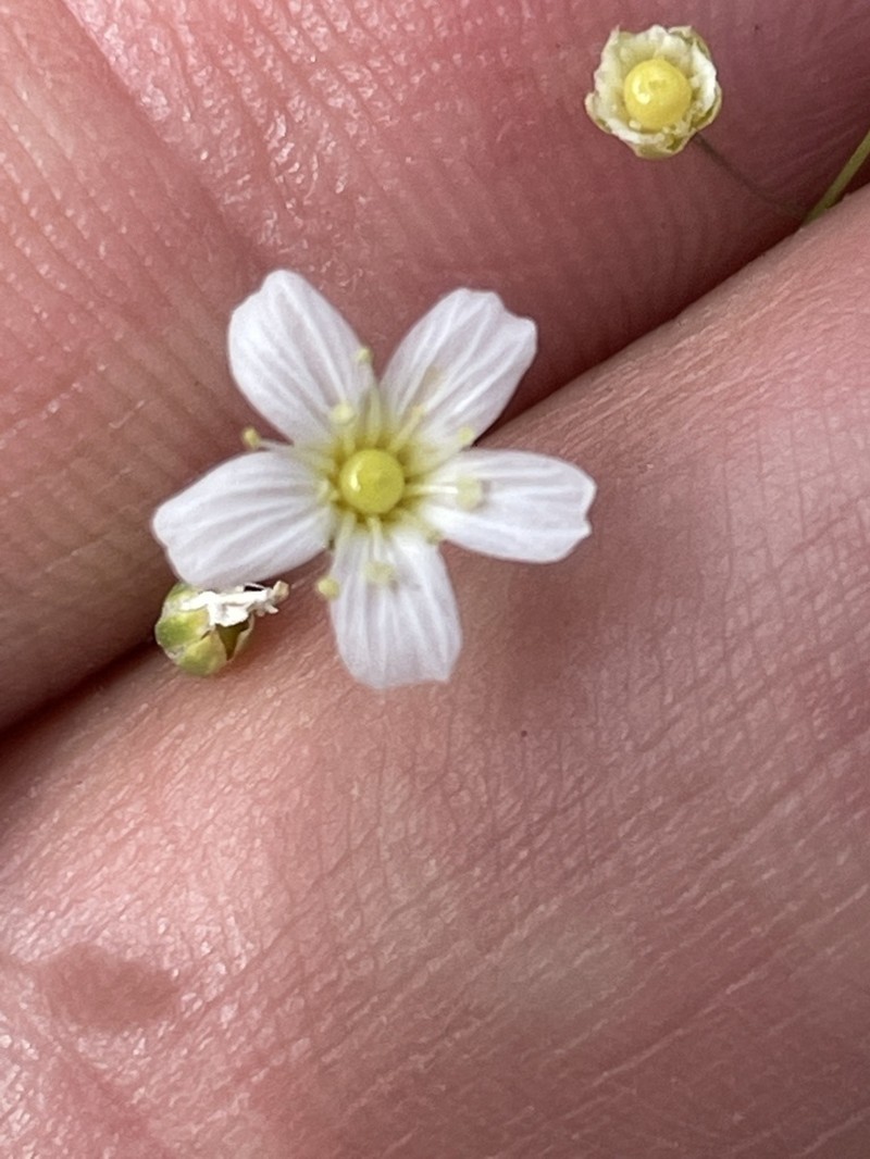 Eremogone ferrisiae photo 8