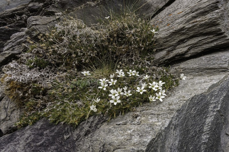 Eremogone festucoides photo 2