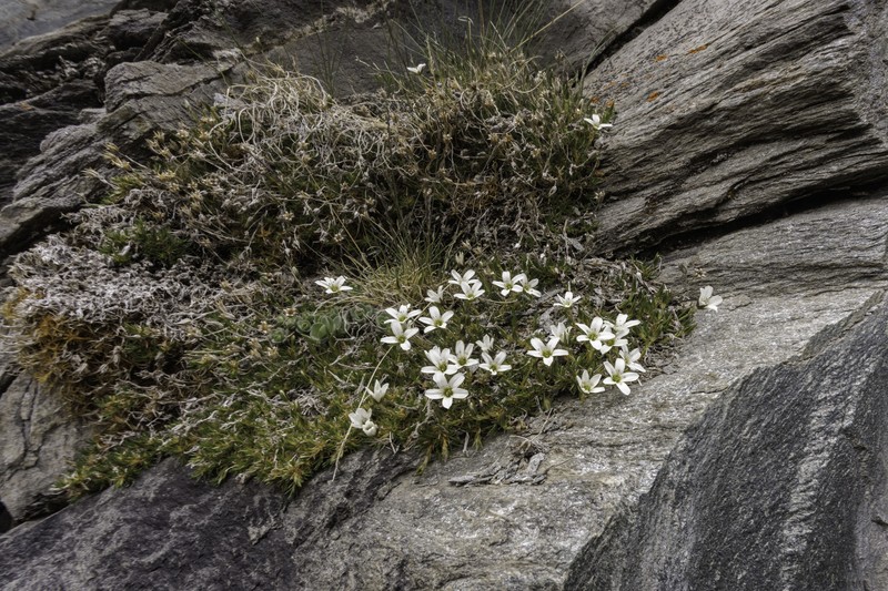 Eremogone festucoides photo 3