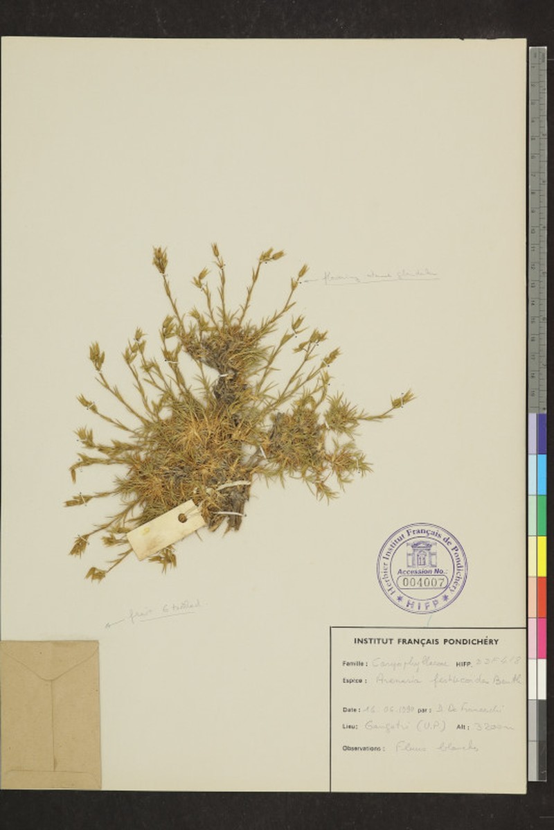 Eremogone festucoides photo 4