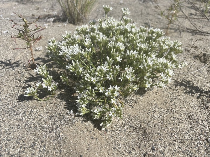 Franklin's Sandwort