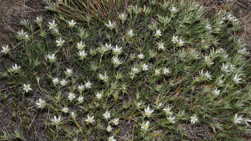 Franklin's Sandwort photo 2