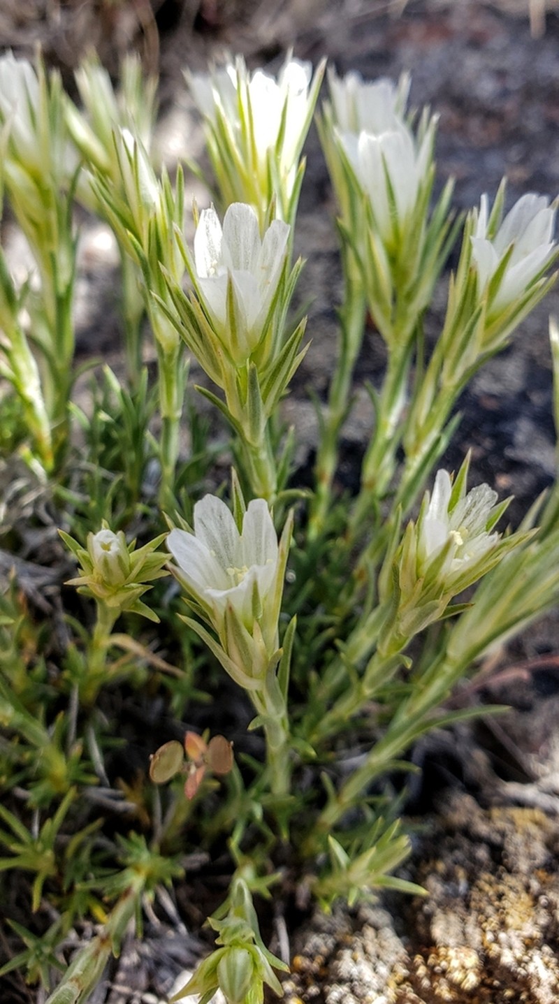 Franklin's Sandwort photo 3