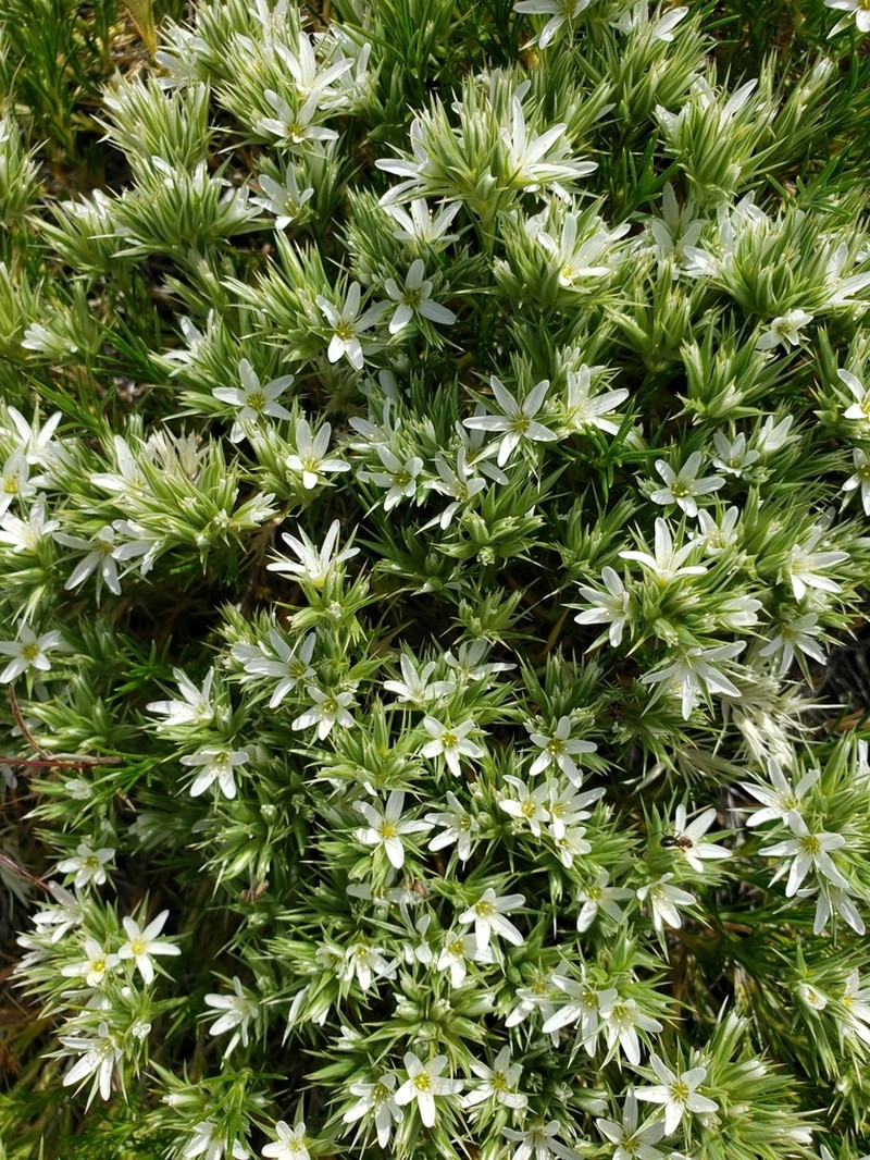 Franklin's Sandwort photo 4