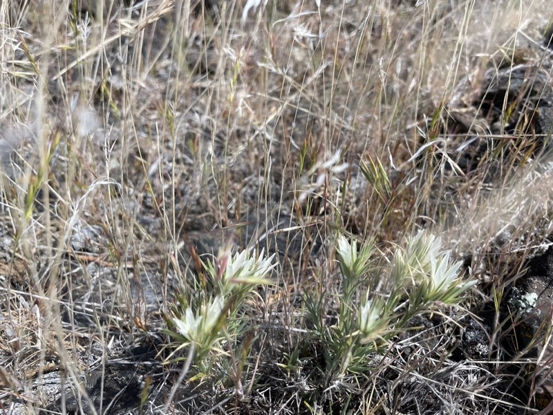 Franklin's Sandwort photo 5