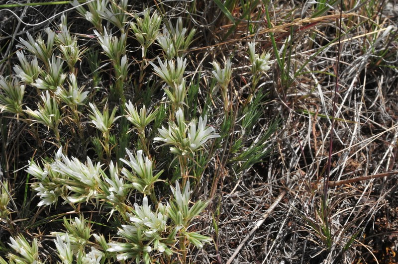 Franklin's Sandwort photo 6