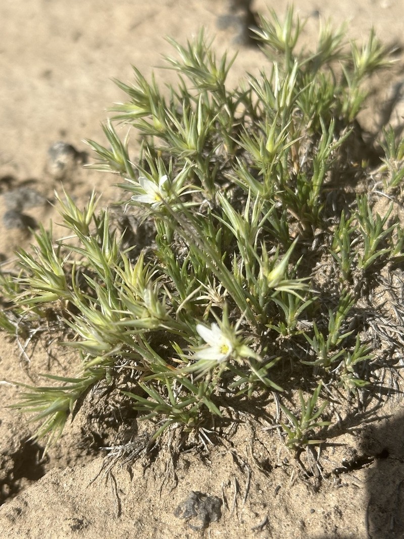 Franklin's Sandwort photo 7