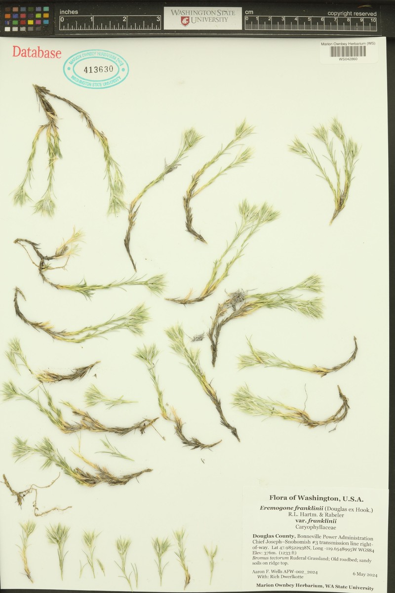 Eremogone franklinii var. franklinii photo 2