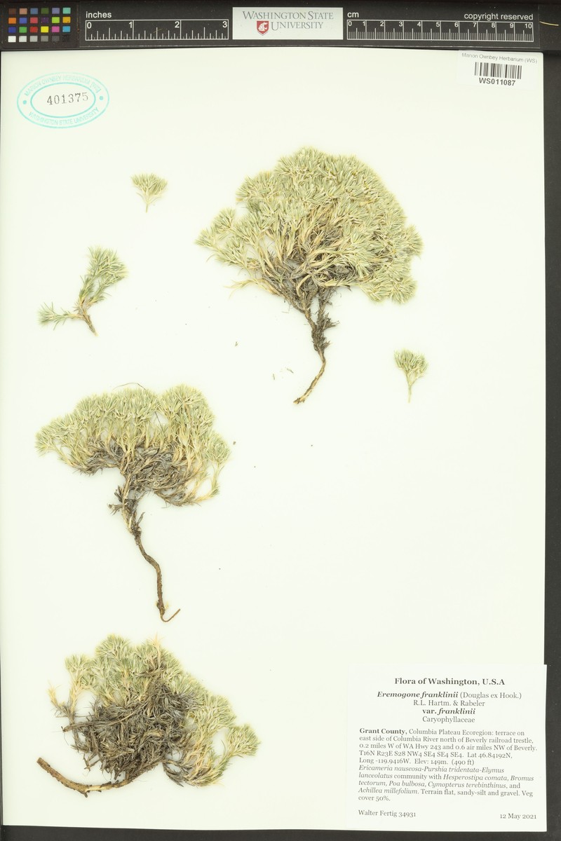 Eremogone franklinii var. franklinii photo 3