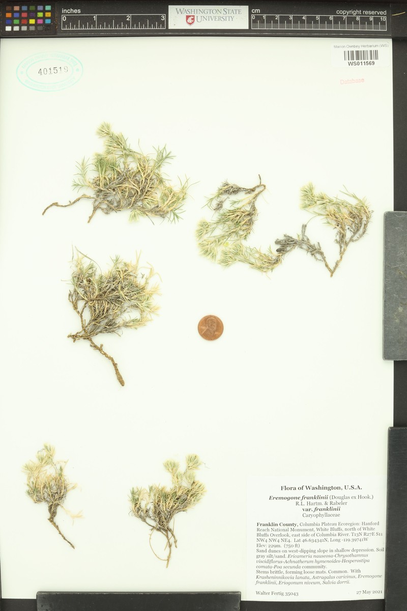 Eremogone franklinii var. franklinii photo 4