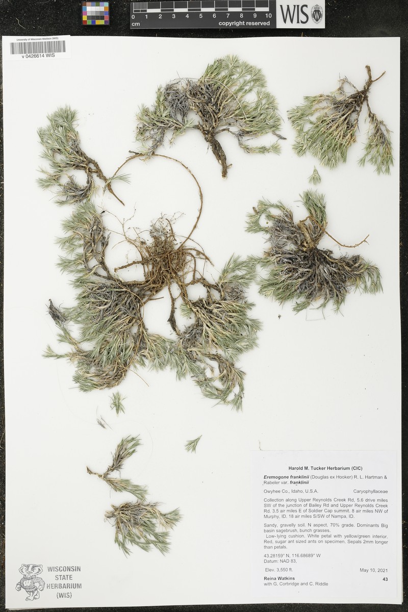 Eremogone franklinii var. franklinii