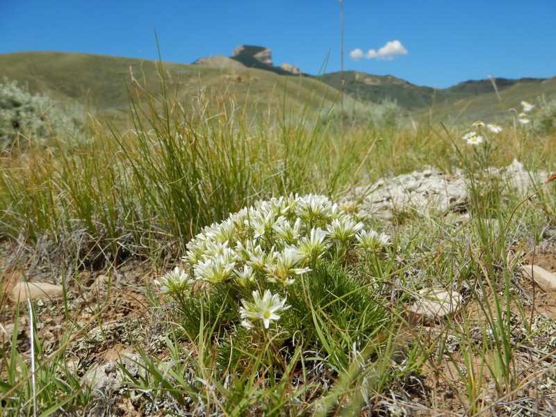 Hooker's sandwort photo 2