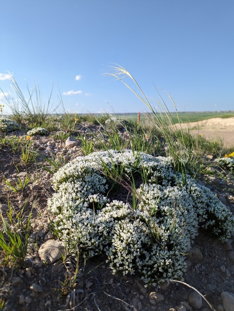 Hooker's sandwort photo 3