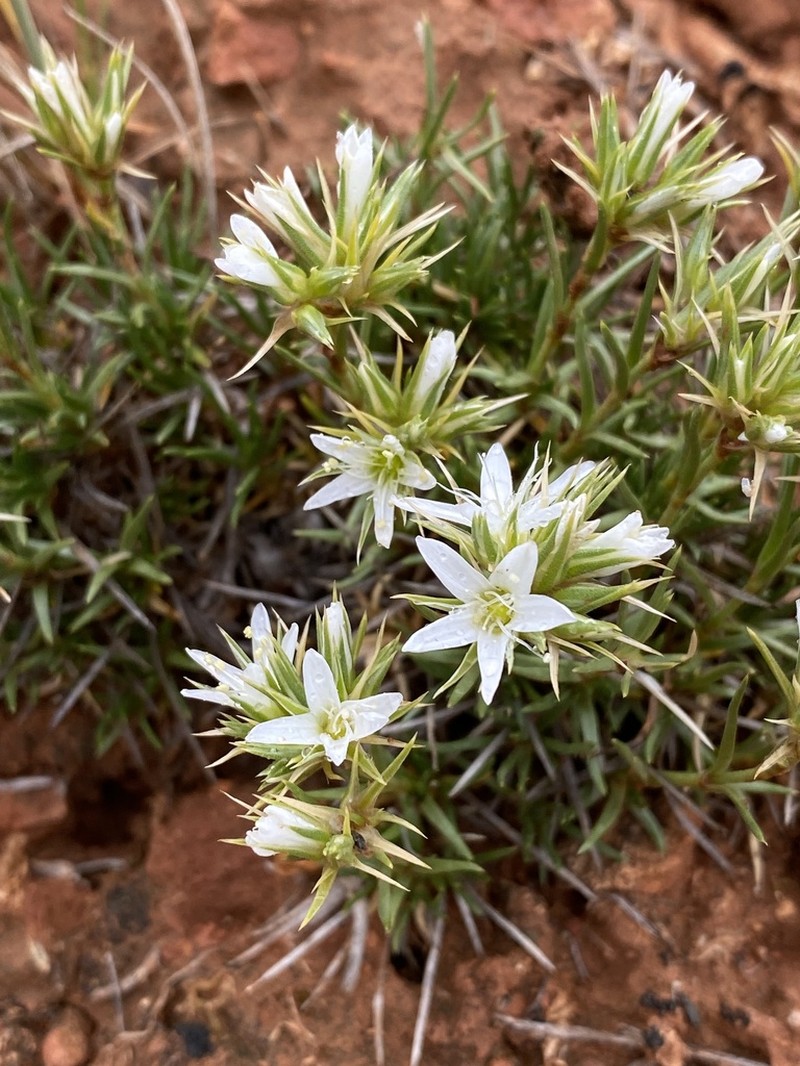 Hooker's sandwort photo 4