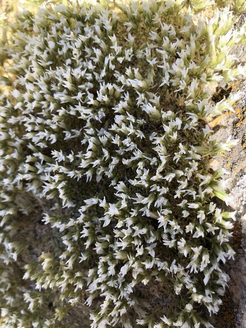 Hooker's sandwort photo 5