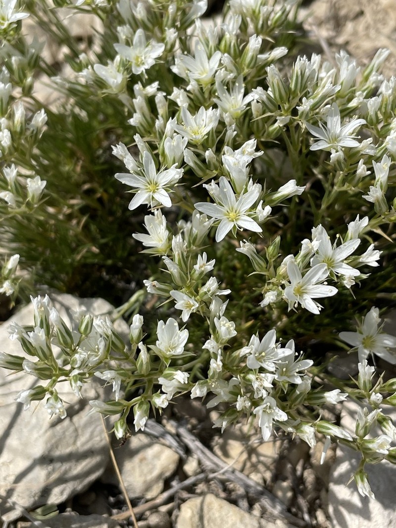 Hooker's sandwort photo 7
