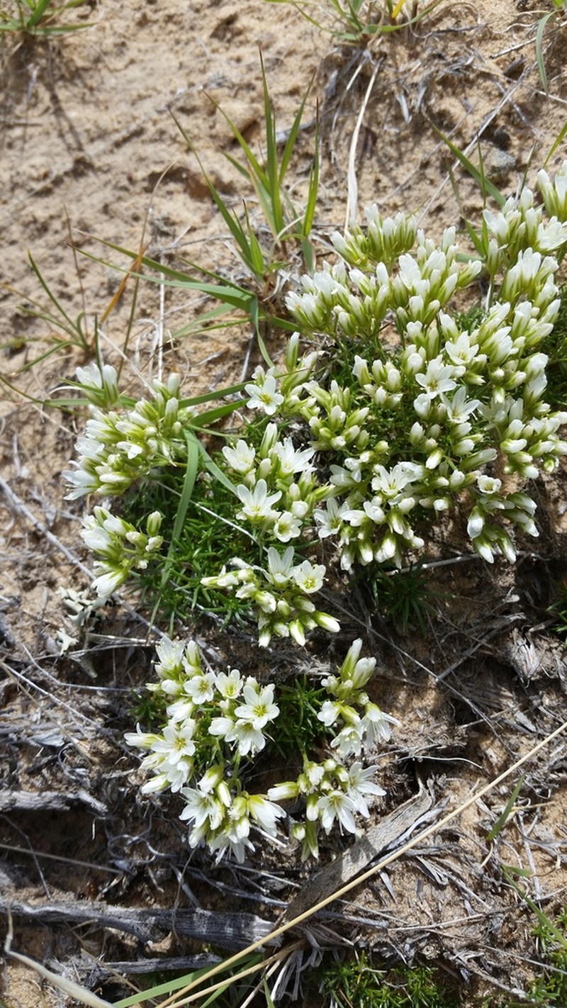 Hooker's sandwort photo 8
