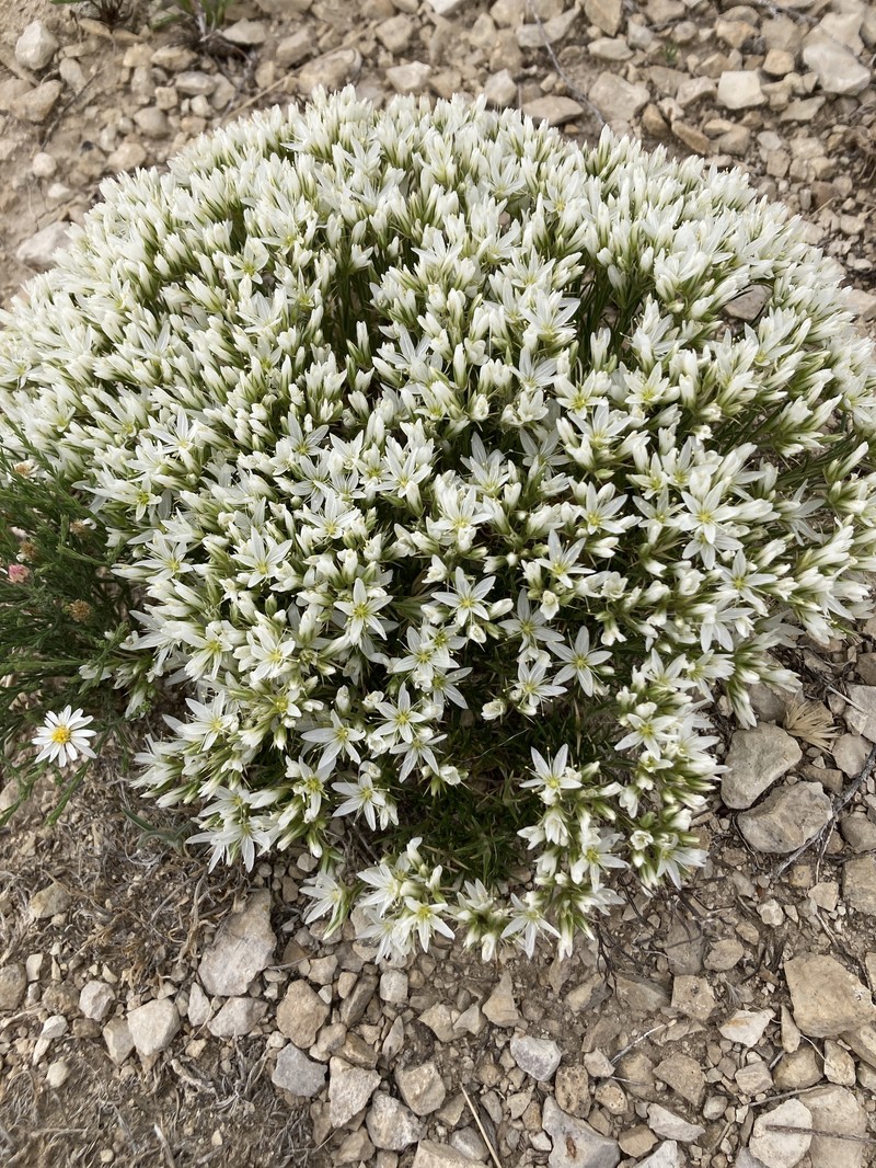 Eremogone hookeri var. hookeri