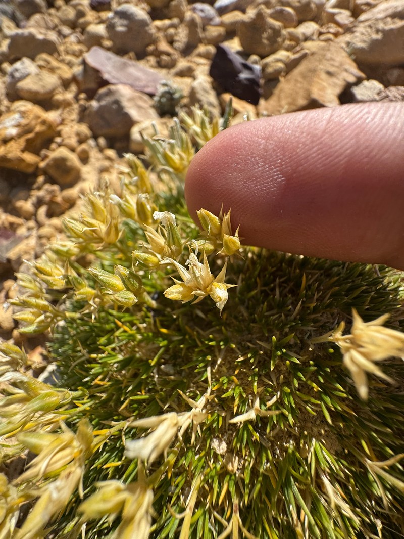 Eremogone hookeri var. hookeri photo 2