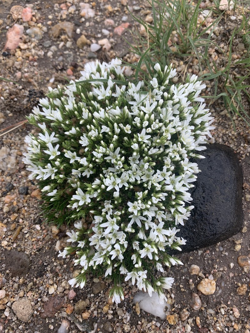 Eremogone hookeri var. hookeri photo 3