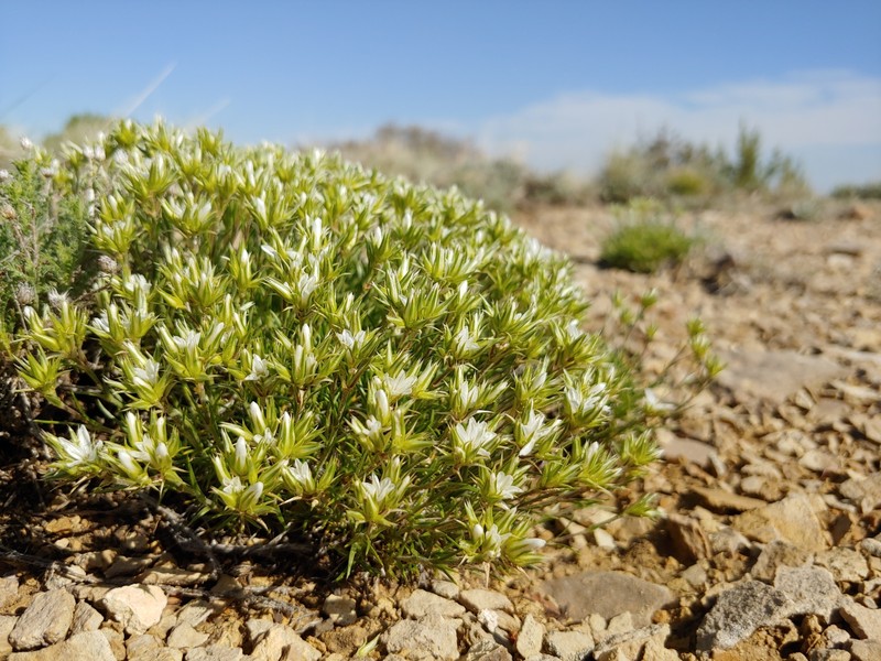 Eremogone hookeri var. hookeri photo 4