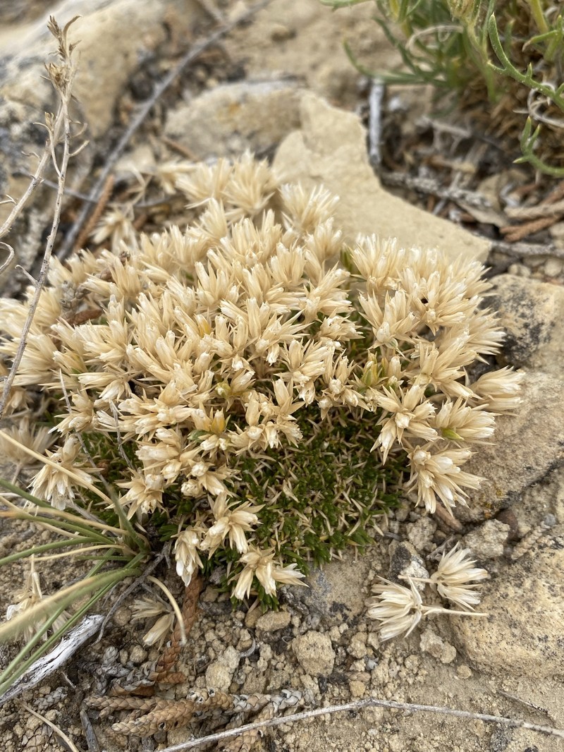 Eremogone hookeri var. hookeri photo 5