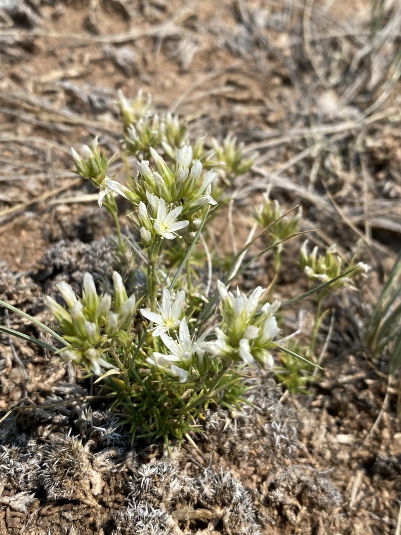 Eremogone hookeri var. hookeri photo 6
