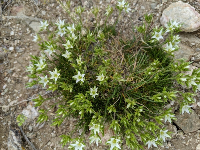 Eremogone hookeri var. hookeri photo 8
