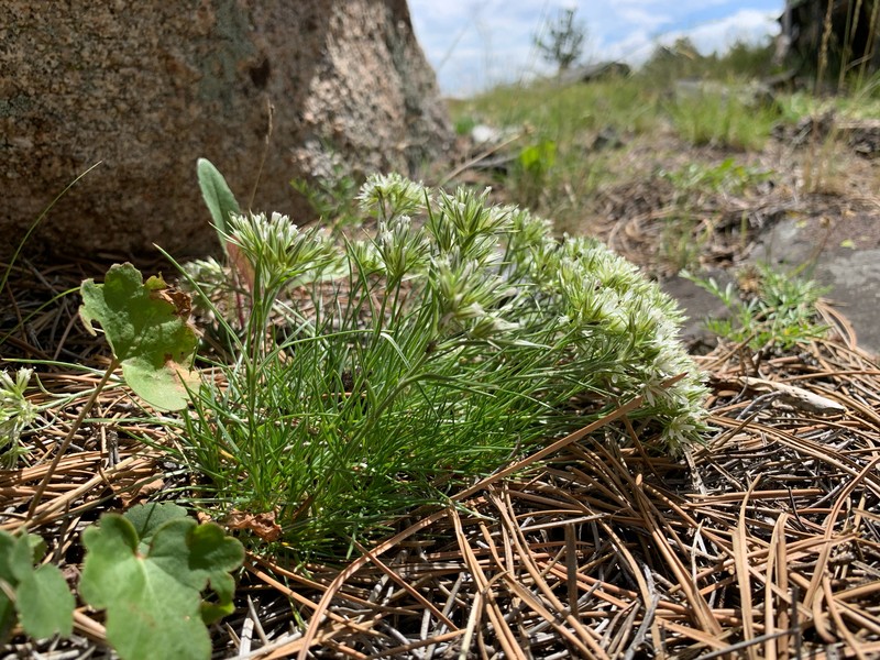 Eremogone hookeri var. pinetorum