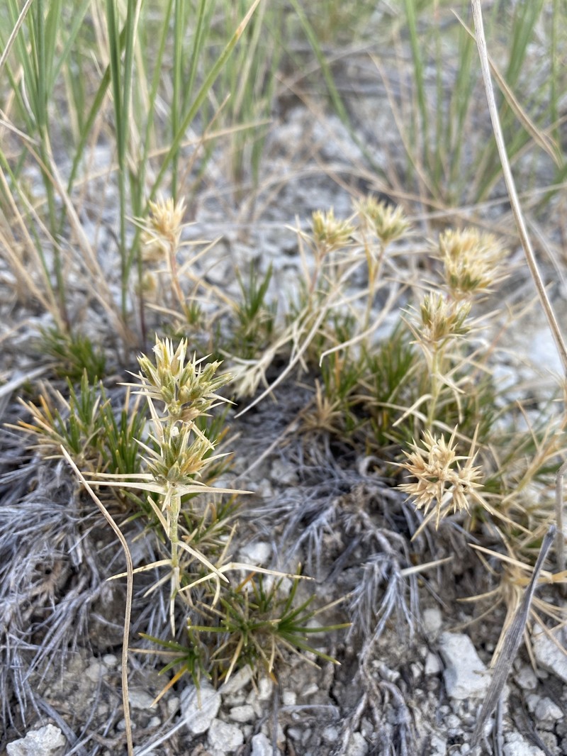 Eremogone hookeri var. pinetorum photo 4