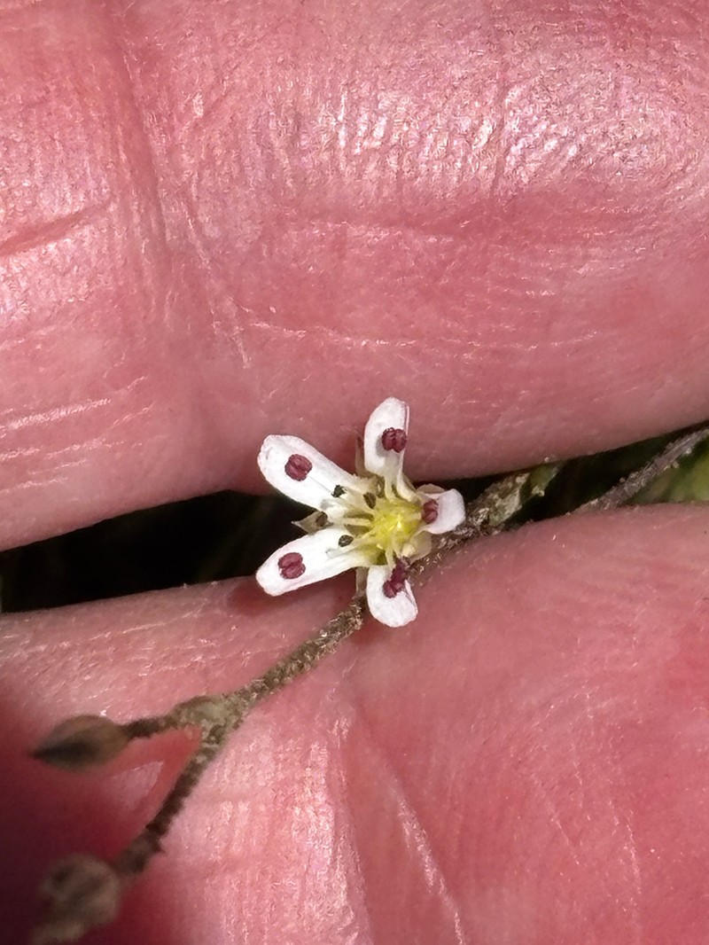 King's sandwort