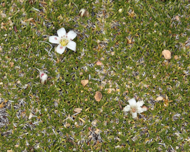 King's sandwort photo 2