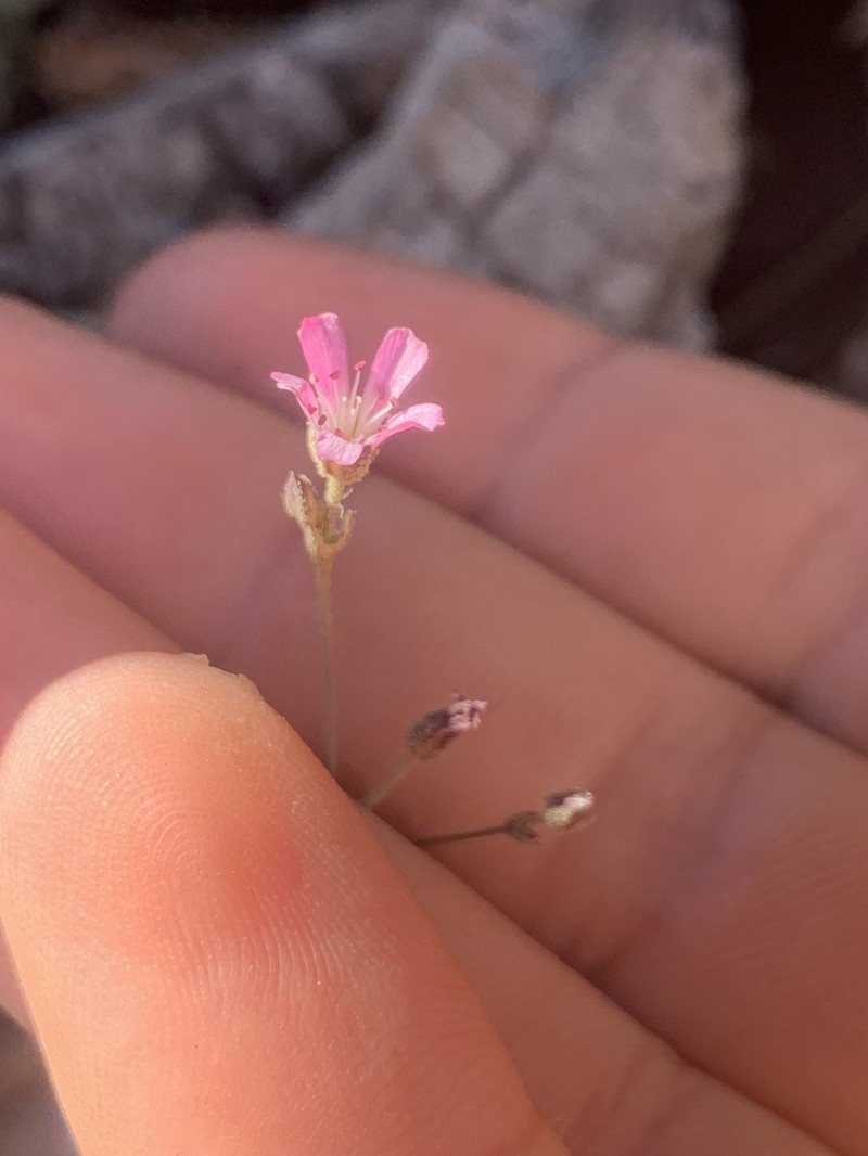King's sandwort photo 3