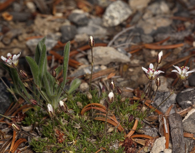 King's sandwort photo 4