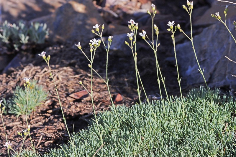King's sandwort photo 5