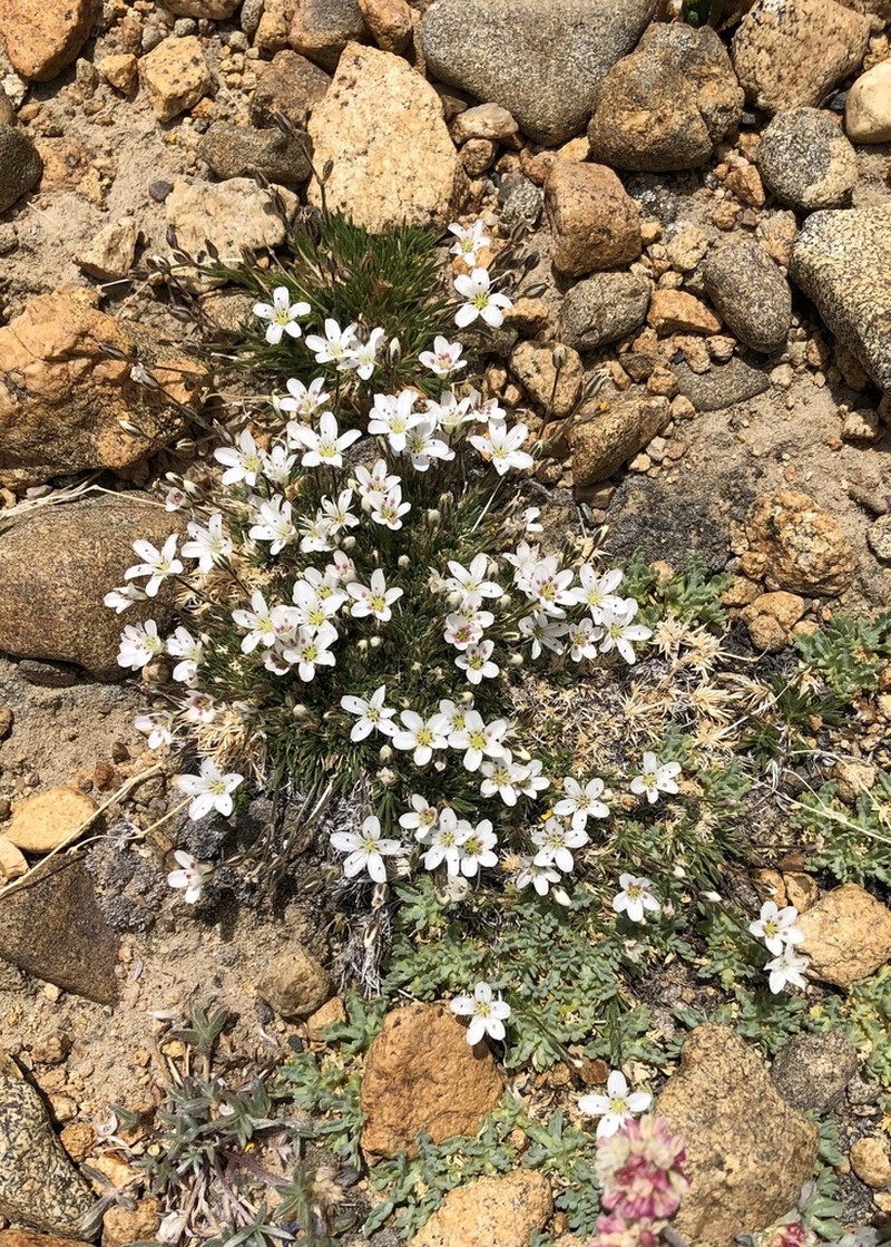 King's sandwort photo 6
